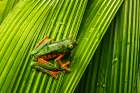 Yellow-eyed tree frog, La Paz Waterfall Gardens, Alajuela Province, Costa Rica Art Print